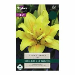 Taylors Lily Fata Morgana