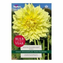 Taylors Dahlia Kelvin Floodlight