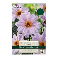 Taylors Dahlia Bishop Of Leicester