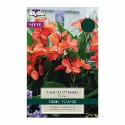 Taylors Canna Sol Happy Isabel
