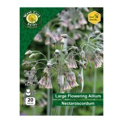 West Cork Bulbs Nectaroscordum Siculum 20 Bulbs