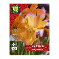 West Cork Bulbs Wild Tulip Bright Gem 35 Bulbs