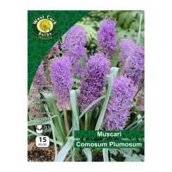 West Cork Bulbs Muscari Comosum Pluosum 15 Bulbs
