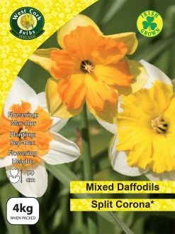 West Cork Bulbs Daffodil Mixed Split Corona 4kg
