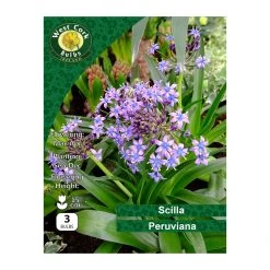 Scilla Peruviana 3 Bulbs