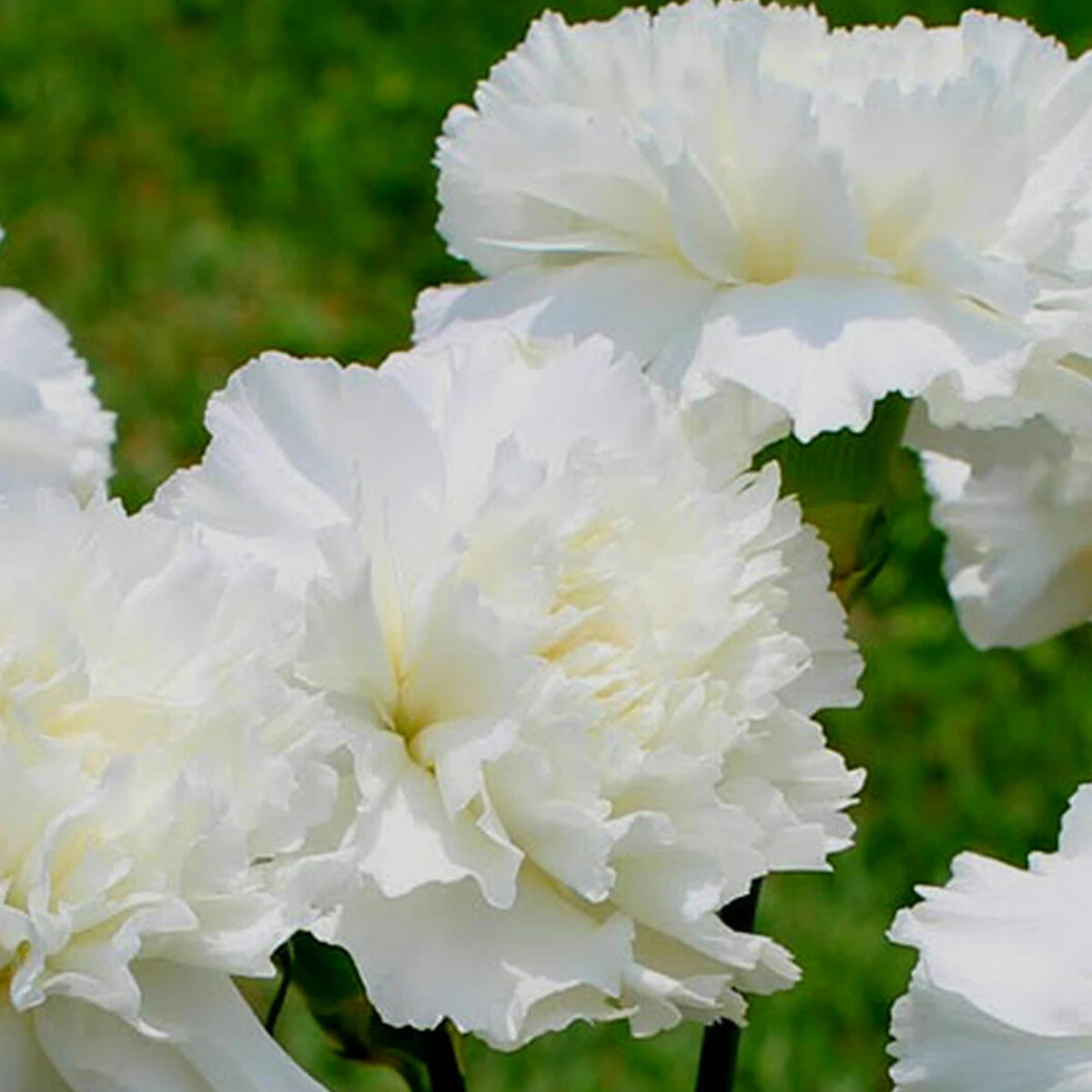 Dianthus White 2L 2 Dianthus White 2L - Billede 2