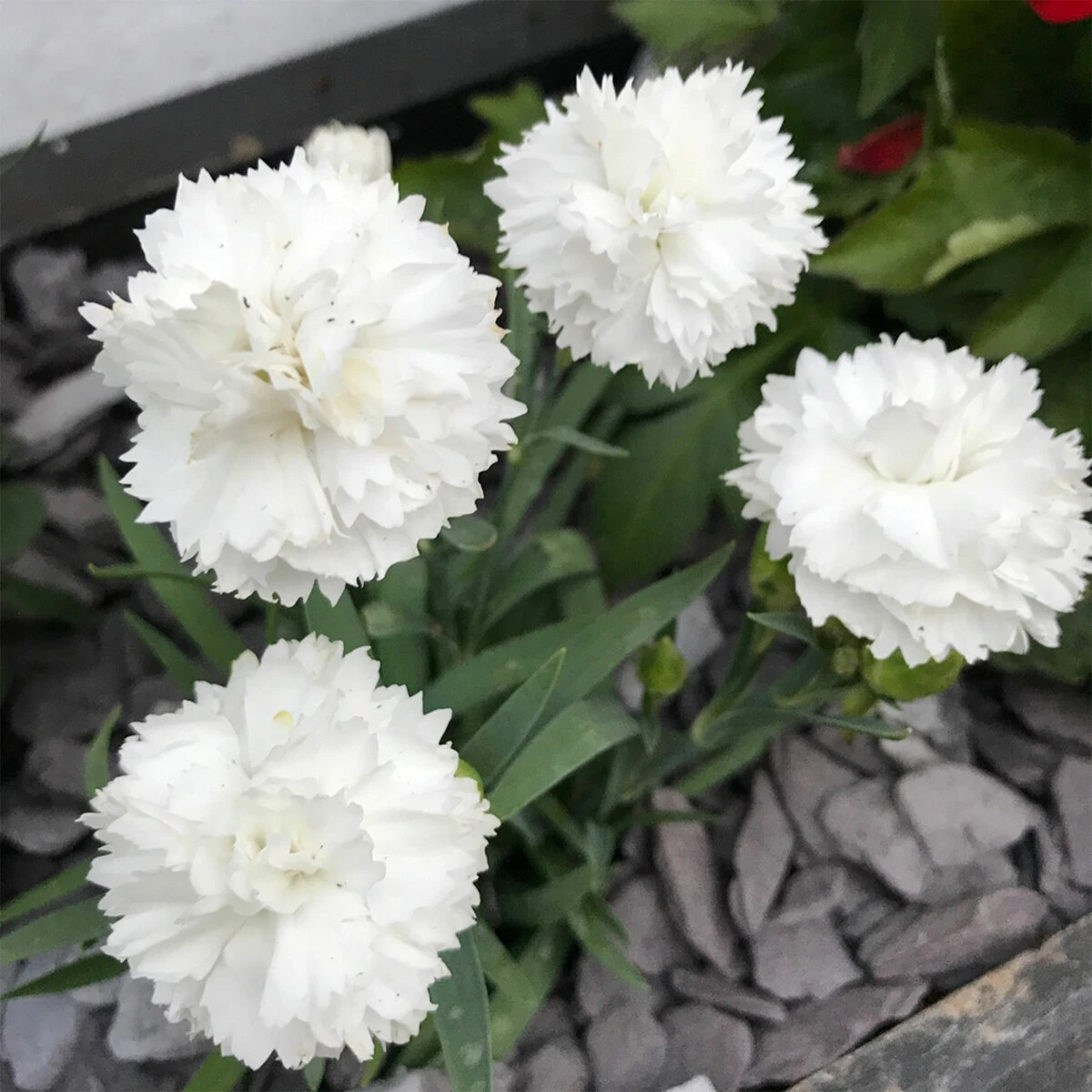 Dianthus White 2L 1 Dianthus White 2L