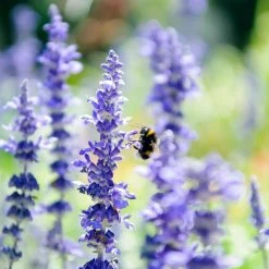 Salvia Ostfriesland 2L