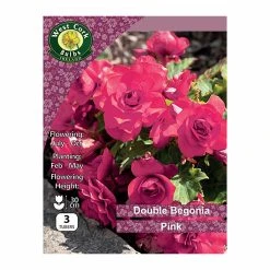 West Cork Bulbs Begonia Double Pink 3 Bulbs