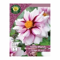 West Cork Bulbs Dahlia Mignon Edge Of Joy 1 Bulb