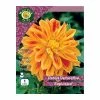 West Cork Bulbs Dahlia Decorative Explosion 1 Bulb