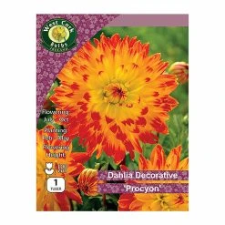 West Cork Bulbs Dahlia Decorative Procyon 1 Bulb