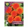 West Cork Bulbs Dahlia Border Orange Nugget 1 Bulb