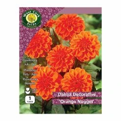 West Cork Bulbs Dahlia Border Orange Nugget 1 Bulb