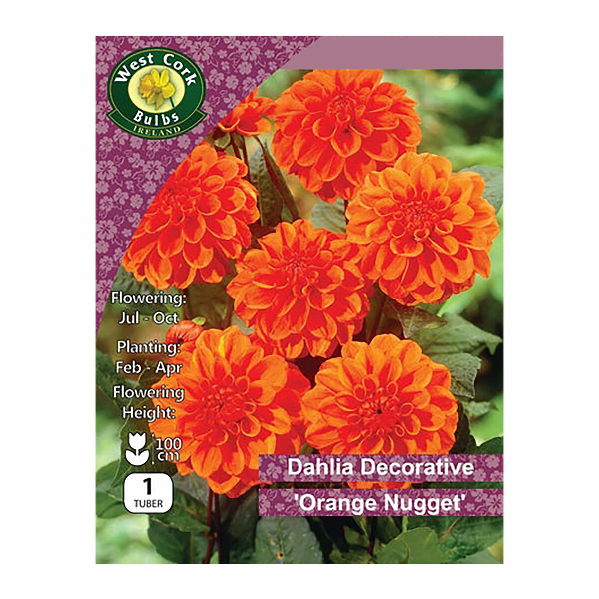West Cork Bulbs Dahlia Border Orange Nugget 1 Bulb 1 West Cork Bulbs Dahlia Border Orange Nugget 1 Bulb