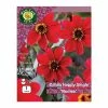 West Cork Bulbs Dahlia HS Romeo 1 Bulb
