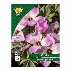 West Cork Bulbs Oxalis Adenophylla 10 Bulbs