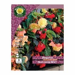 West Cork Bulbs Begonia Non Stop Mixed 3 Bulbs