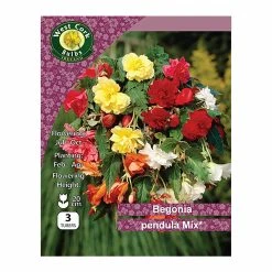 West Cork Bulbs Begonia Pedula Mixed Colours 3 Bulbs