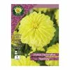 West Cork Bulbs Dahila Decorative Sunlady 1 Bulb