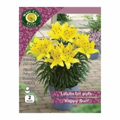 West Cork Bulbs Lilium For Pots Happy Sun 2 Bulbs