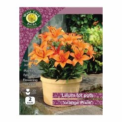 West Cork Bulbs Lilium For Pots Orange Pixie 2 Bulbs