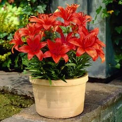 West Cork Bulbs Liliul For Pots Happy Love 2 Bulbs