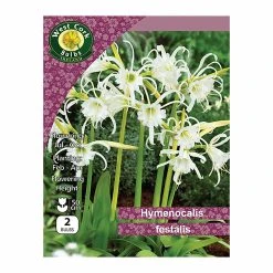 West Cork Bulbs Hymenocalis Festalis 2 Bulbs