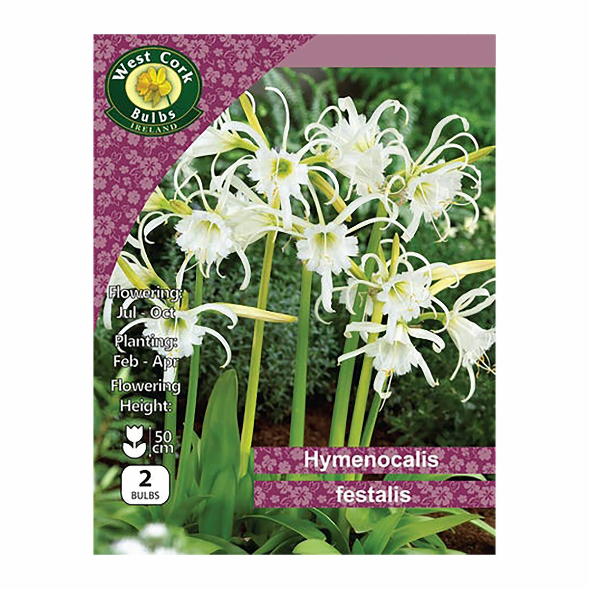 West Cork Bulbs Hymenocalis Festalis 2 Bulbs 1 West Cork Bulbs Hymenocalis Festalis 2 Bulbs