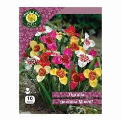 West Cork Bulbs Tigridia Pavonia Mixed 10 Bulbs