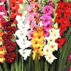 West Cork Bulbs Gladioli Dwarf Mixed Varieties 10 Bulbs