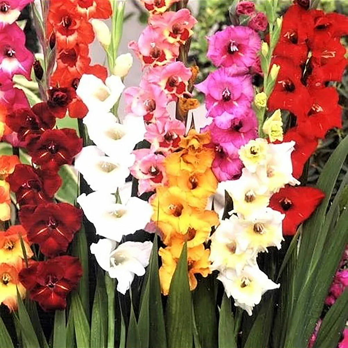 West Cork Bulbs Gladioli Dwarf Mixed Varieties 10 Bulbs 1 West Cork Bulbs Gladioli Dwarf Mixed Varieties 10 Bulbs