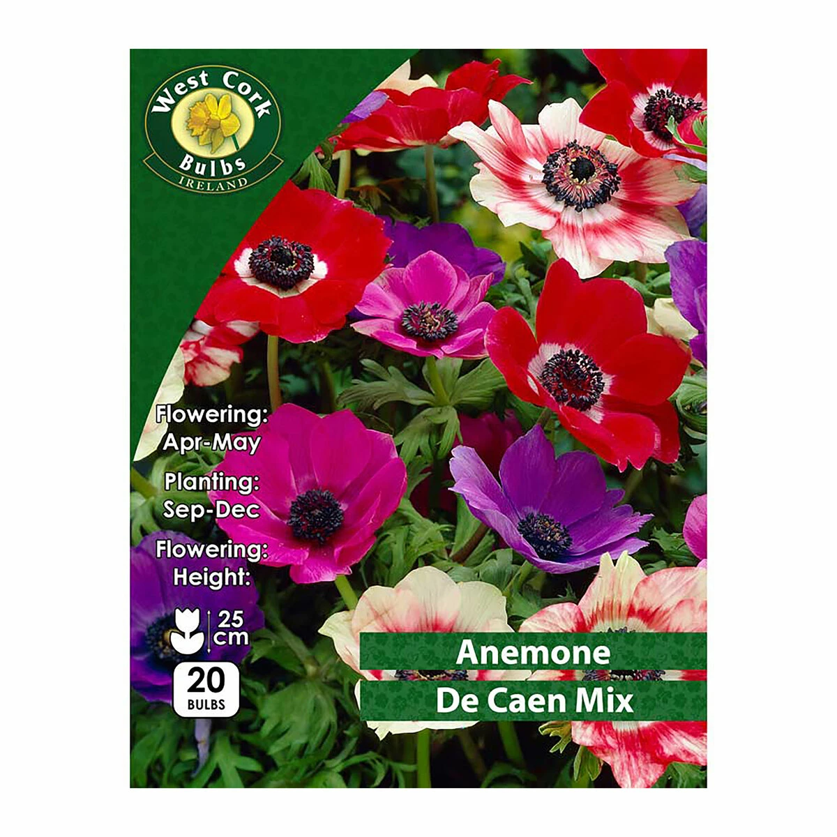 West Cork Bulbs Anemone Coronaria De Caen Mixed 20 Bulbs 1 West Cork Bulbs Anemone Coronaria De Caen Mixed 20 Bulbs