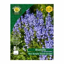West Cork Bulbs Bluebell Non Scripta Dutch Grown 35 Bulbs