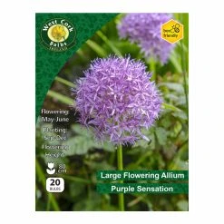 West Cork Bulbs Allium Purple Sensation 20 Bulbs