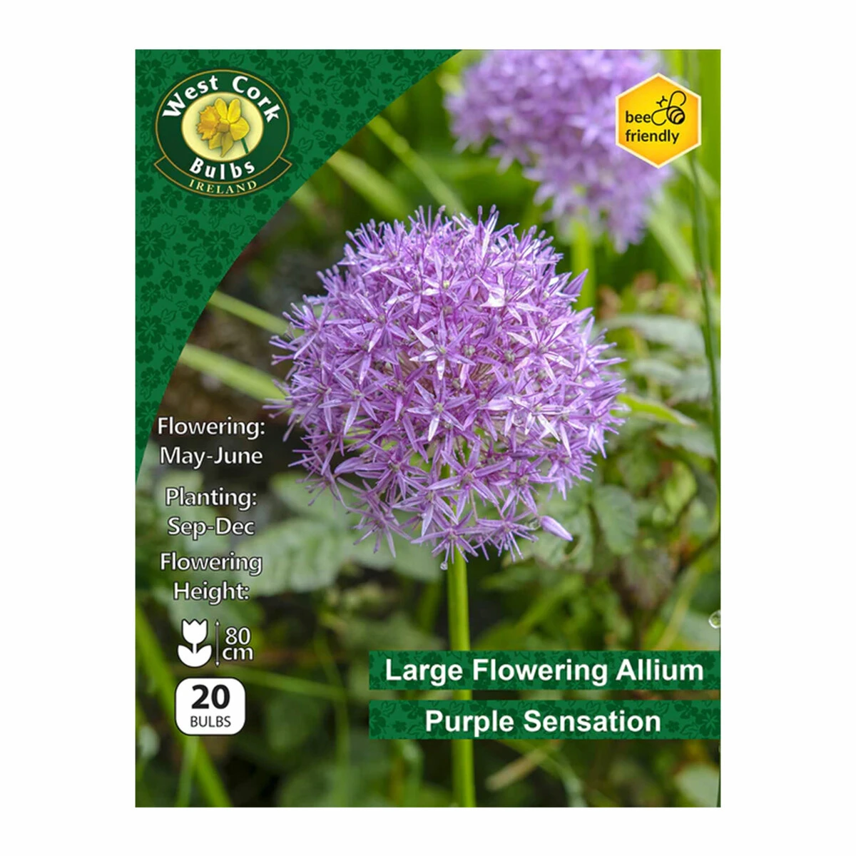 West Cork Bulbs Allium Purple Sensation 20 Bulbs 1 West Cork Bulbs Allium Purple Sensation 20 Bulbs