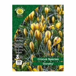 West Cork Bulbs Crocus Species 'Dorothy' 50 Bulbs