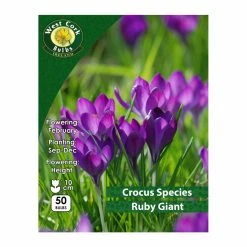West Cork Bulbs Crocus Species 'Ruby Giant' 50 Bulbs