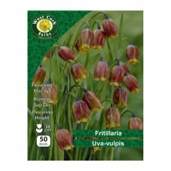 West Cork Bulbs Fritillaria Uva-vulpis 50 Bulbs