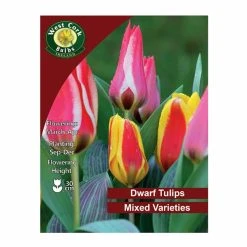 West Cork Bulbs Tulip Dwarf Partitura 10 Bulbs
