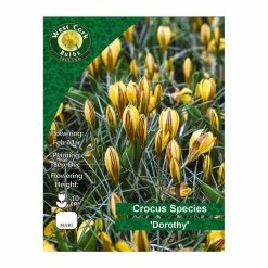 West Cork Bulbs Crocus Species 'Dorothy' 20 Bulbs