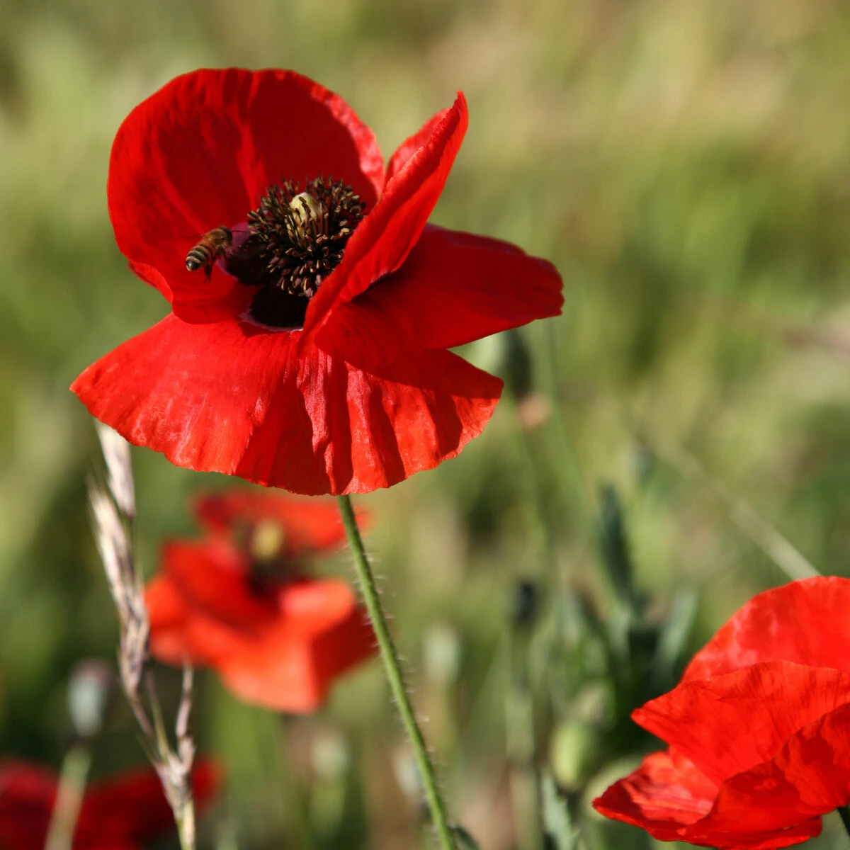 PAPAVER ORIENTAL POPPY BEAUTY OF LIVERMERE 2L 2 PAPAVER ORIENTAL POPPY BEAUTY OF LIVERMERE 2L - Billede 2