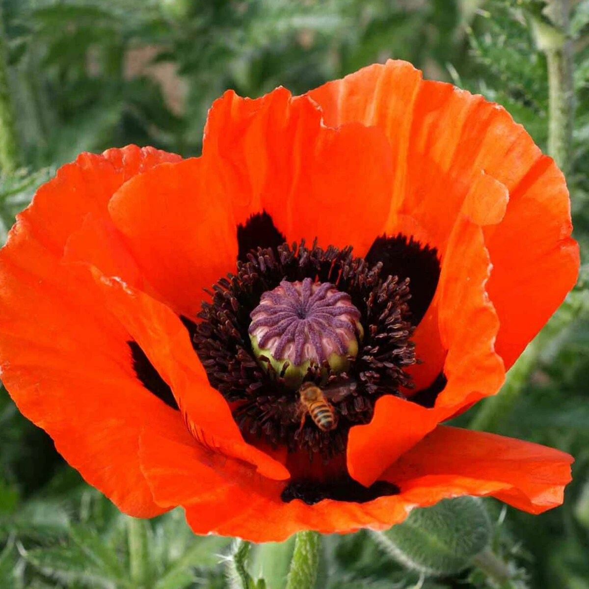 PAPAVER ORIENTAL POPPY BEAUTY OF LIVERMERE 2L 1 PAPAVER ORIENTAL POPPY BEAUTY OF LIVERMERE 2L