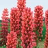 West Cork Bulbs Lupinus Russell Hybrid Red Roots 5 Bulbs