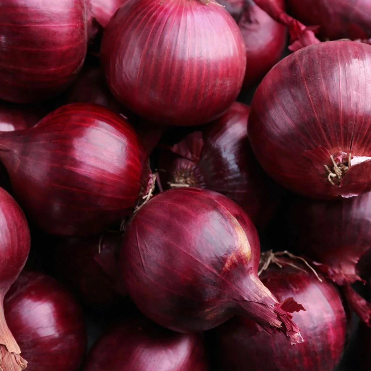 West Cork Bulbs West Cork Onion Sets Red Baron 75 Bulbs 2 West Cork Bulbs West Cork Onion Sets Red Baron 75 Bulbs - Billede 2