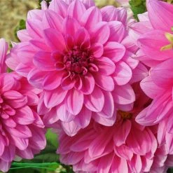 West Cork Bulbs Dahlia Decorative Bluesette 1 Bulb