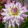 West Cork Bulbs Dahlia Decorative Crazy Love 1 Bulb