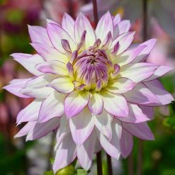West Cork Bulbs Dahlia Decorative Crazy Love 1 Bulb