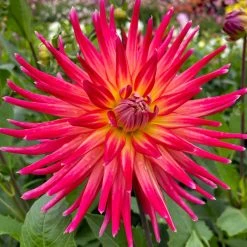 West Cork Bulbs Dahlia Decorative Bora Bora 1 Bulb