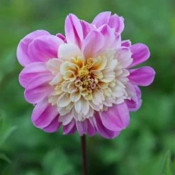 West Cork Bulbs Dahlia Anemone Flow Take Off 1 Bulb